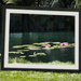 Framed water lilies by dkbarnett