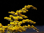 8th Oct 2021 - Painted goldenrod...