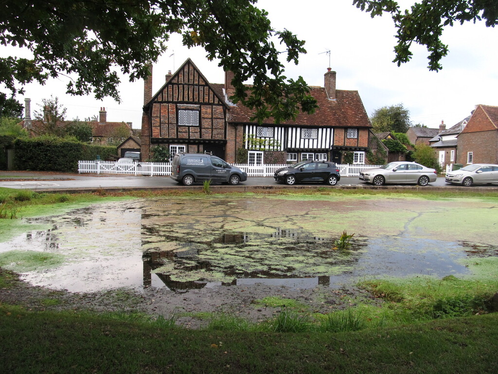 Aldbury village pond by speedwell