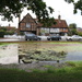 Aldbury village pond by speedwell