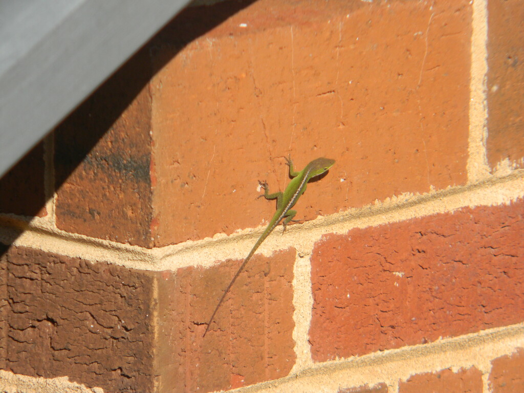 Tiny Lizard on Brick by sfeldphotos