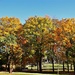 Fall Leaves At The Park by randy23