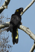 27th Oct 2021 - Yellow tailed black cockatoo