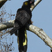Yellow tailed black cockatoo by jeneurell