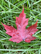14th Oct 2021 - Red Leaf