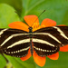 Zebra Longwing Butterfly! by rickster549