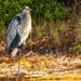 Blue Heron Taking a Break! by rickster549