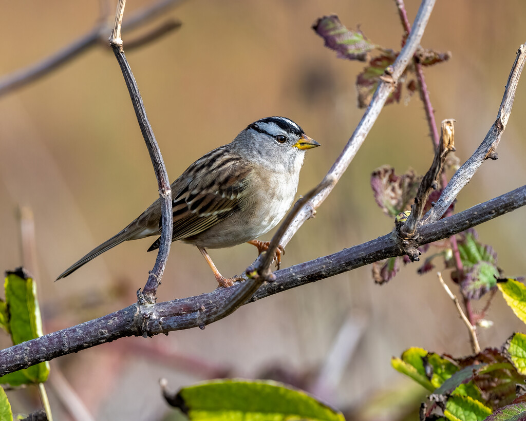 WHITE CROWNED SPARROW by nicoleweg