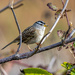 WHITE CROWNED SPARROW by nicoleweg
