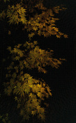 2nd Nov 2021 - The maple outside, lit from within