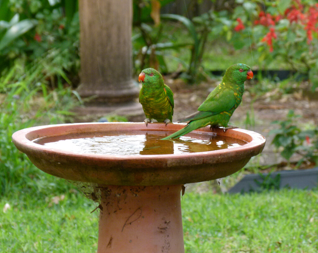 Scaly Breasted Lorikeet by onewing