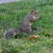 Squirrel by acolyte