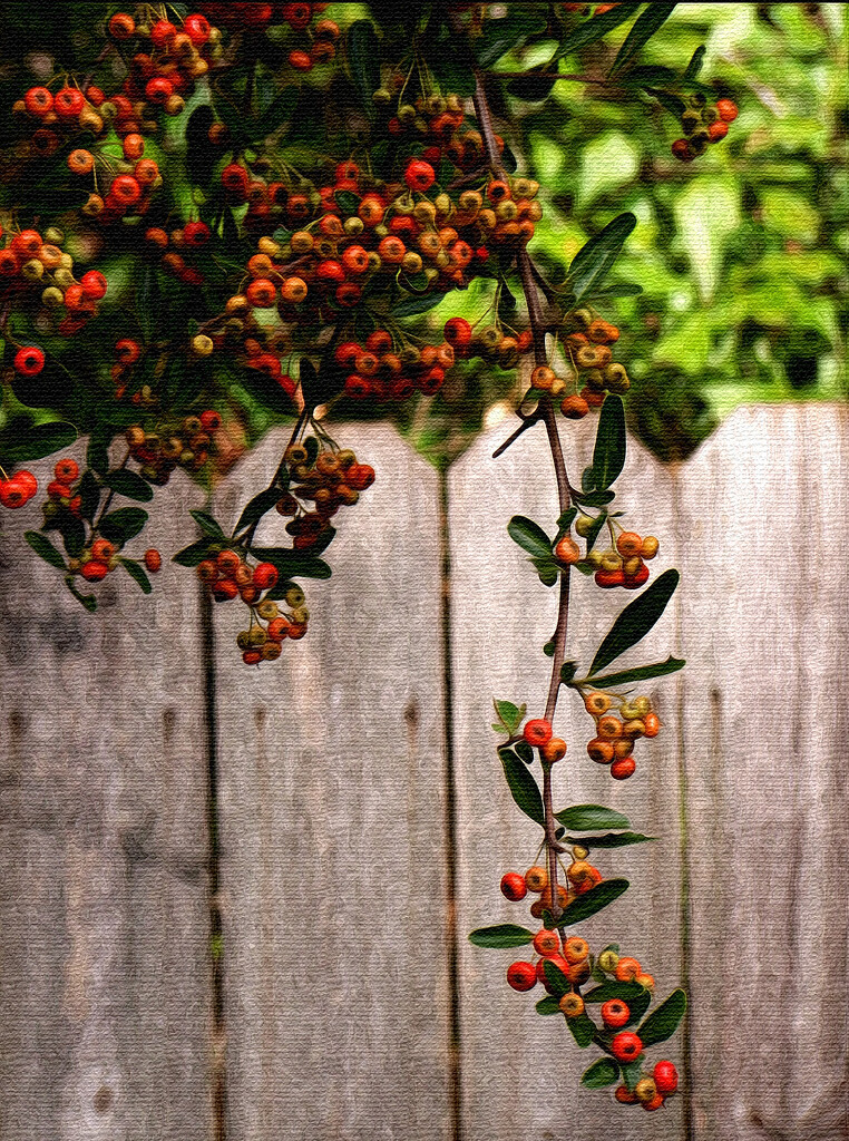Painted pyracantha berries... by marlboromaam
