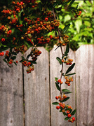 11th Oct 2021 - Painted pyracantha berries...