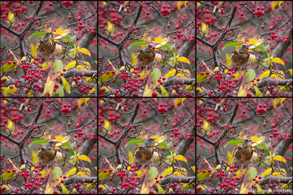 Collage of redwing eating a berry by helstor365