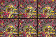 3rd Nov 2021 - Collage of redwing eating a berry