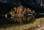 3rd Nov 2021 - Larches 