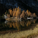 Larches  by caterina