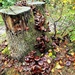 Fungi Fantasia. by teresahodgkinson