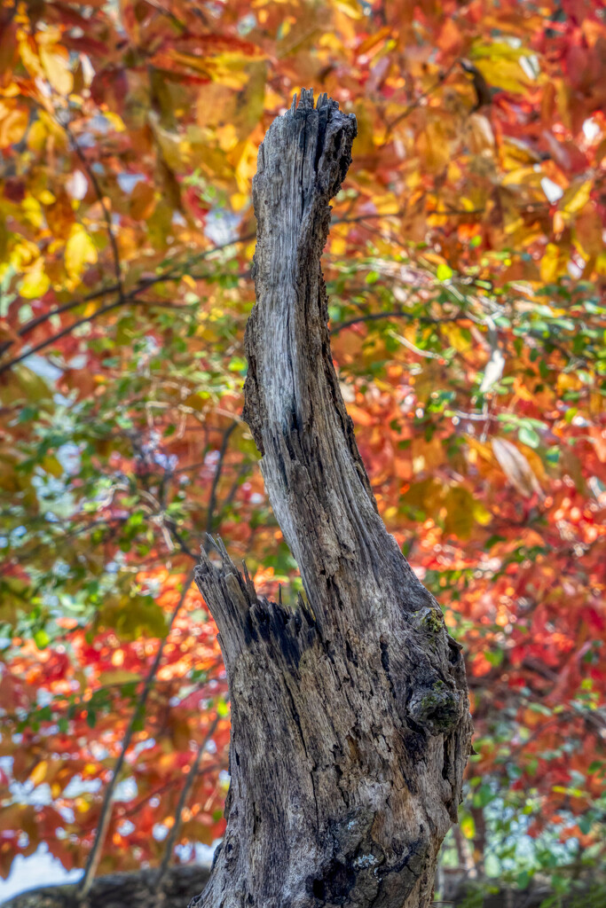 Splintered Stump by kvphoto