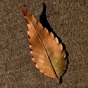 3rd Nov 2021 - Fallen leaf on the sidewalk