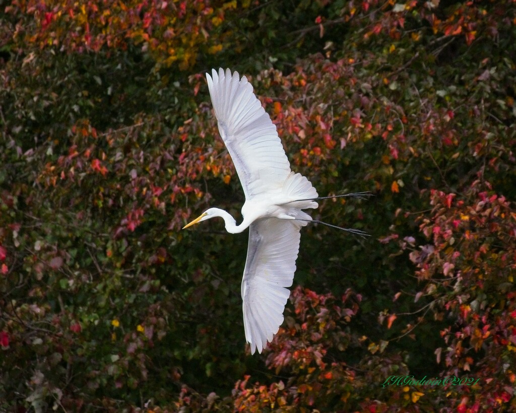 LHG-0721- Great Egret at Nash Pond by rontu
