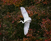 3rd Nov 2021 - LHG-0721- Great Egret at Nash Pond