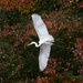 LHG-0721- Great Egret at Nash Pond by rontu