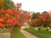 4th Nov 2021 - Red berried trees at the church