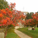 Red berried trees at the church by jon_lip