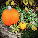 Fall Still Life At Dianne's by yogiw