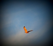 20th Jan 2011 - Flying Hawk