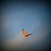 Flying Hawk by kerristephens
