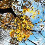 2nd Nov 2021 - Gold Leaves In A Blue Sky