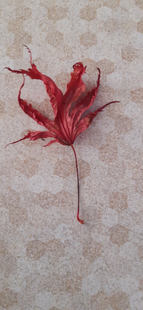 A little leaf I picked up  by sarah19