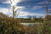 3rd Nov 2021 - autumn pond landscape