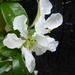 Japonica - for some reason seems to flowering very early! by snowy