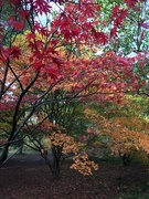 1st Nov 2021 - Japanese maples in the arboretum looking their best just now