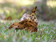 4th Nov 2021 - Leopard-spotted leaf...