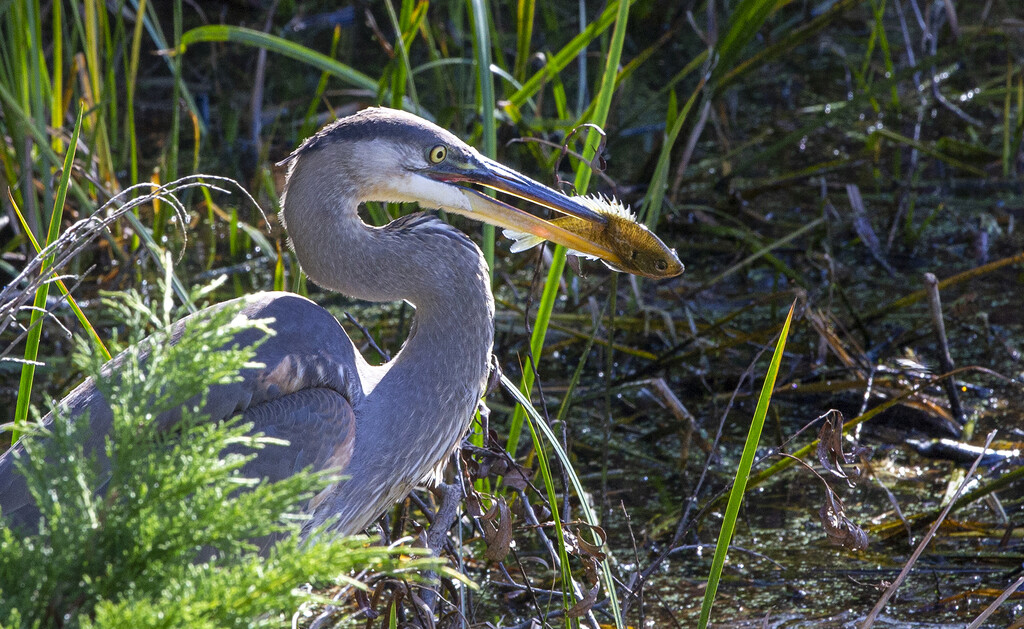 Great Blue Heron by pdulis