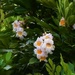 Fried Egg Tree Flower ~       by happysnaps