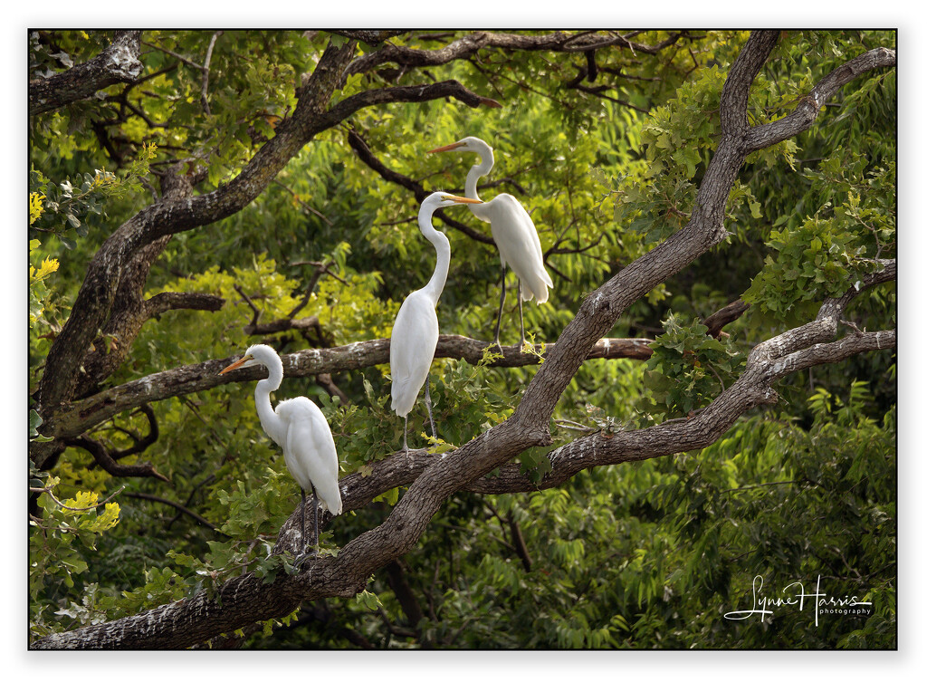 Three Egrets Standing in Trees by lynne5477