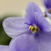 African violet by corinnec