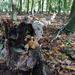 Autumn wood treasures 4 by pyrrhula