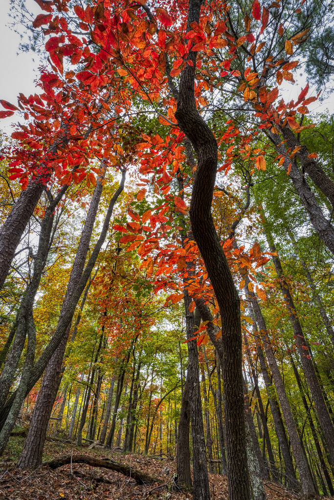 Autumn Color by kvphoto