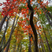 Autumn Color by kvphoto
