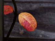 3rd Oct 2021 - Star jasmine vine leaves...