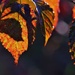 Leaves & Light by lynnz