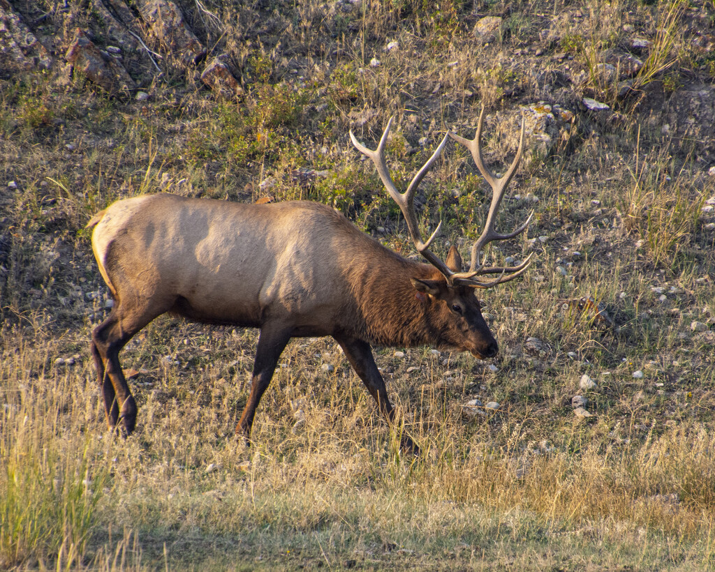 Bull Elk by cwbill