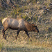 Bull Elk by cwbill